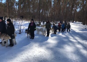 Поездка на собачьих упряжках